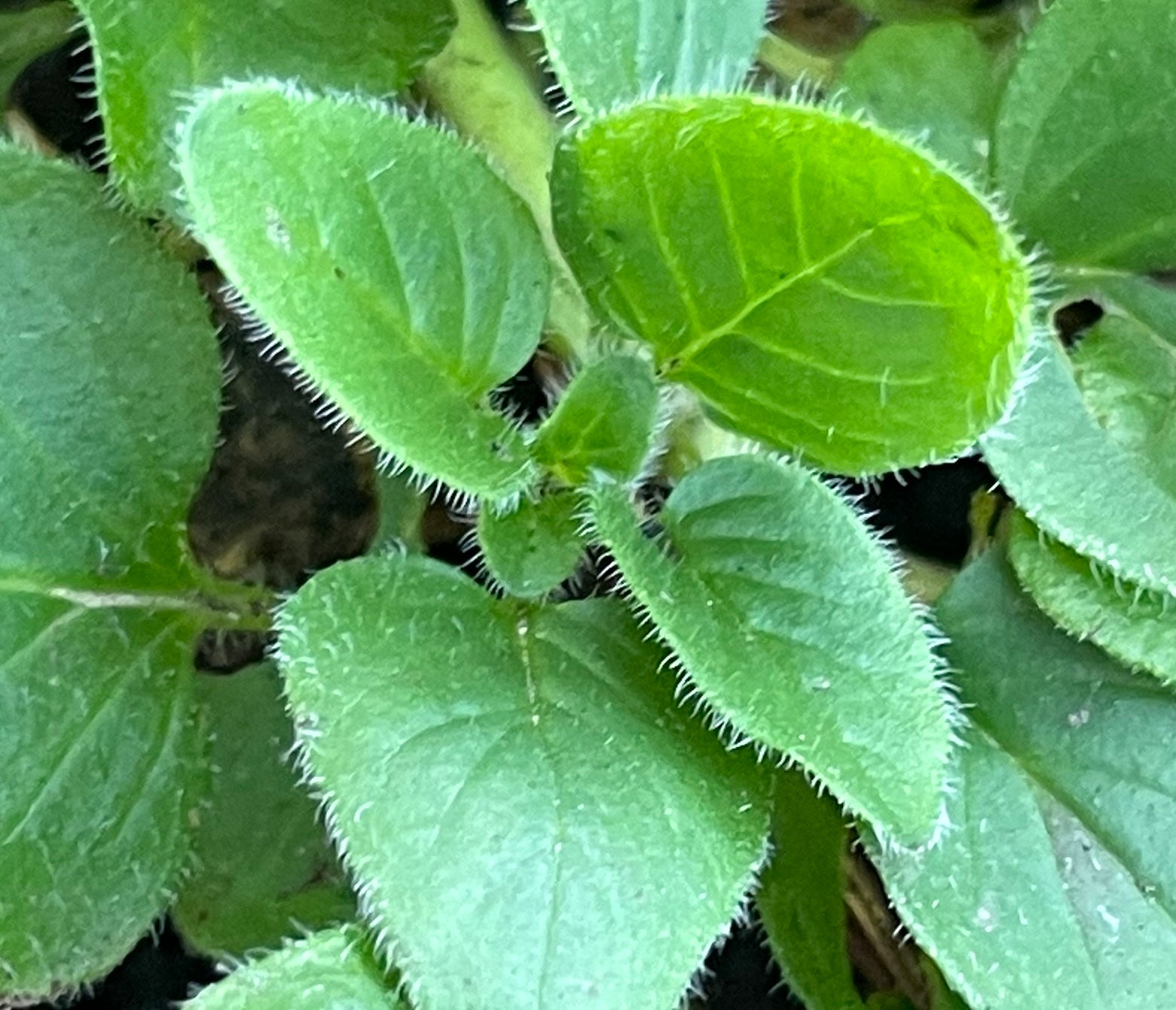 Oregano