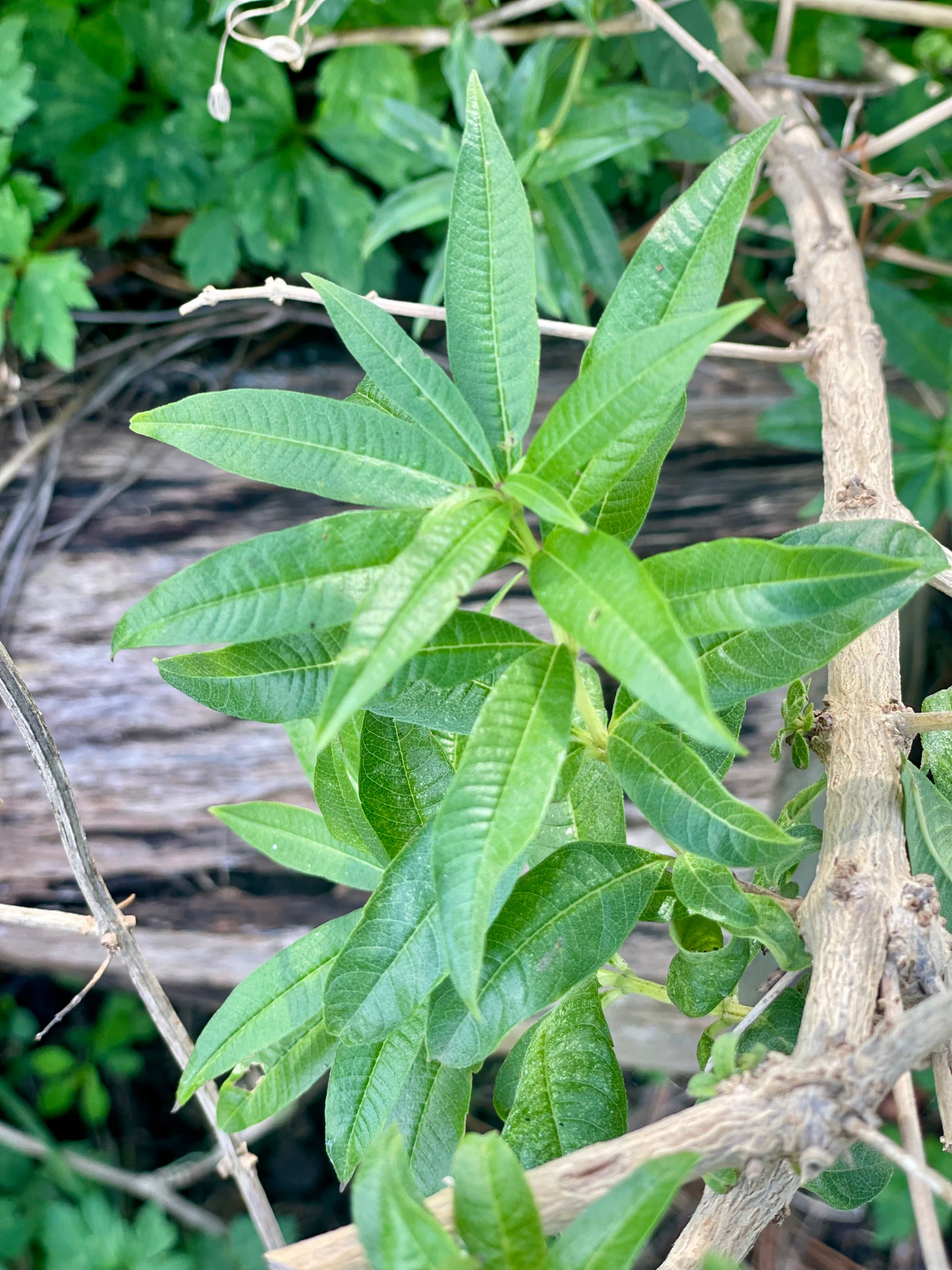 Lemon Verbena
