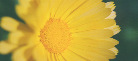 Calendula Dried Flower